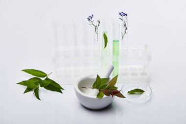 植物過(guò)氧化氫酶3(CAT3)ELISA試劑盒